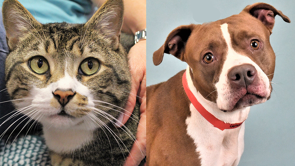 Pets of the Week: Papo and Roxy are Looking for their Forever Families