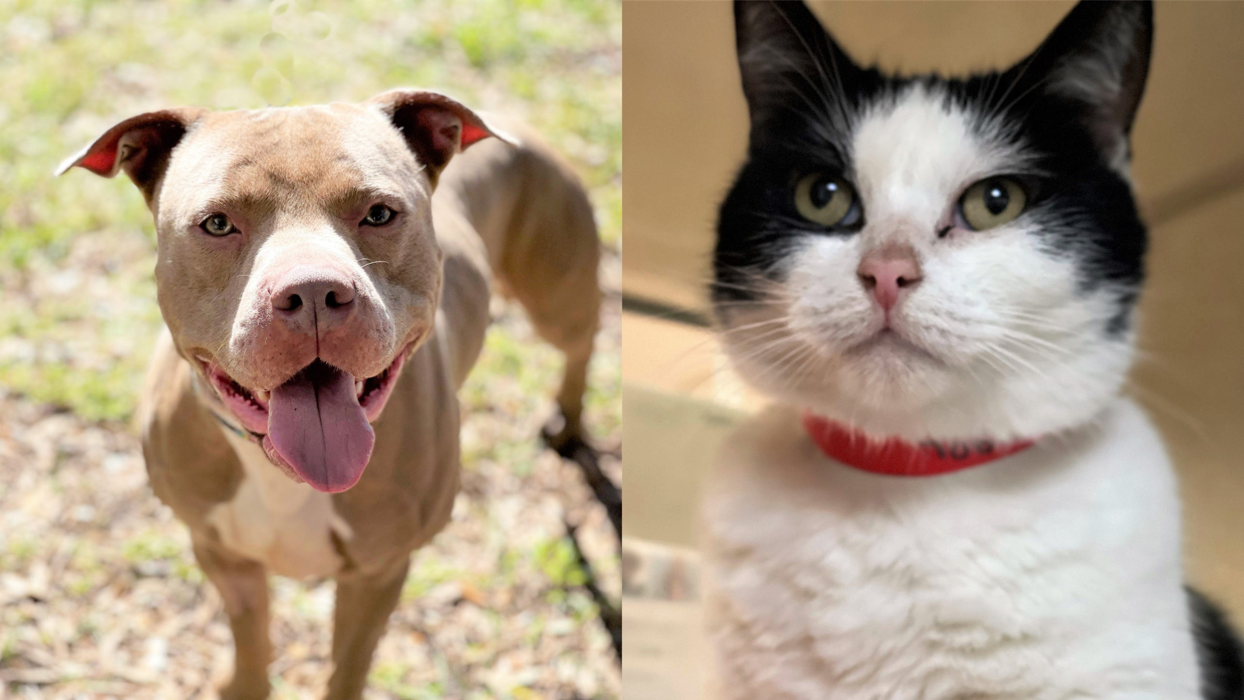 pets of the week