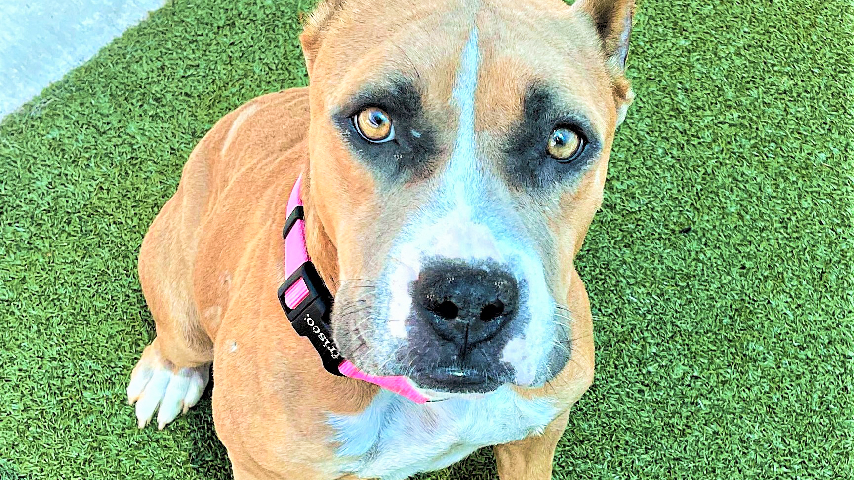 Dog of the Week: Sweet American Staffordshire Terrier Loves Dining Out