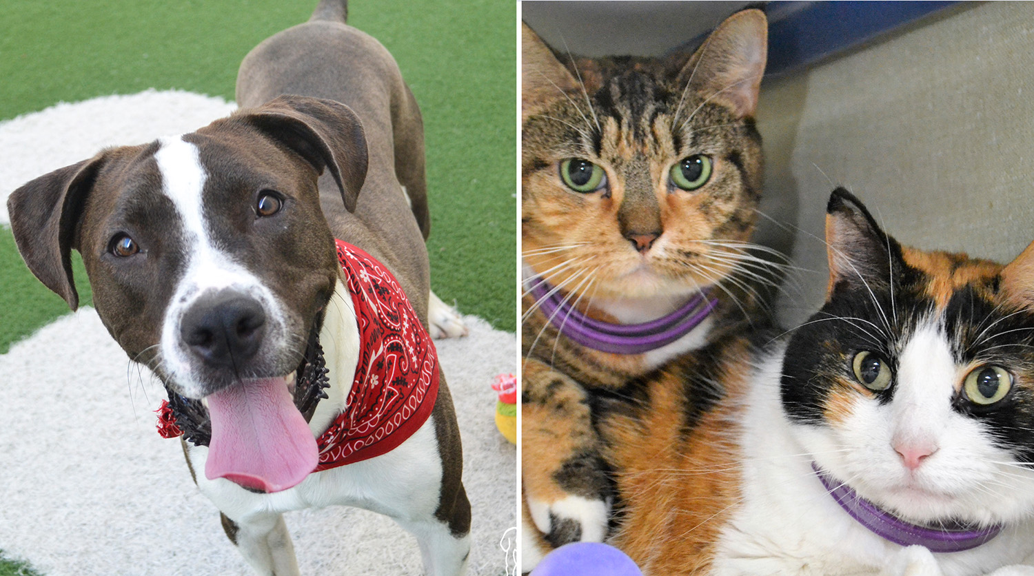 Pets of the Week:  Prince, Mia and Nami Are Looking for Forever Homes