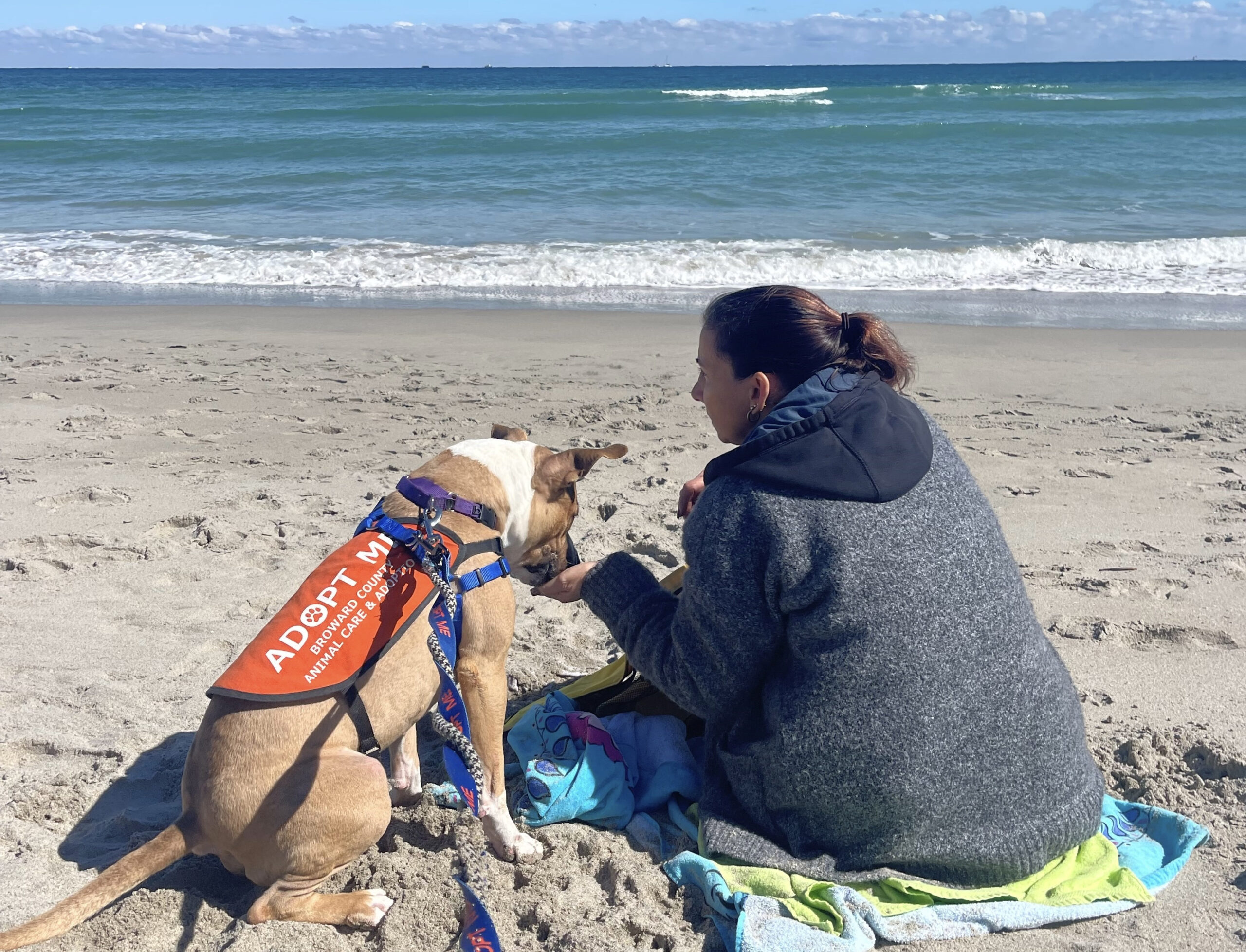 Dog of the Week: This American Staffordshire is a Perfect Beach Buddy