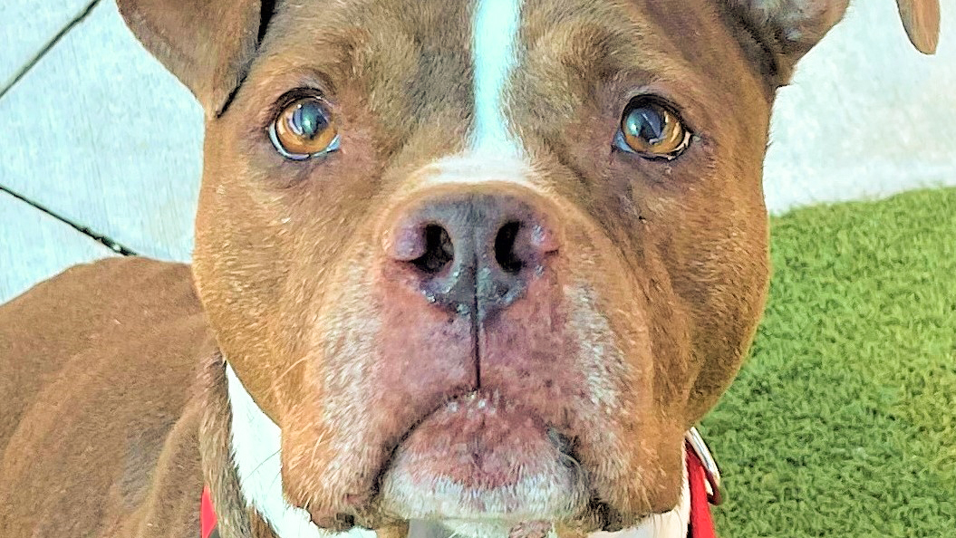 Dog of the Week: This Boxer Mix is a Perfect Family Dog