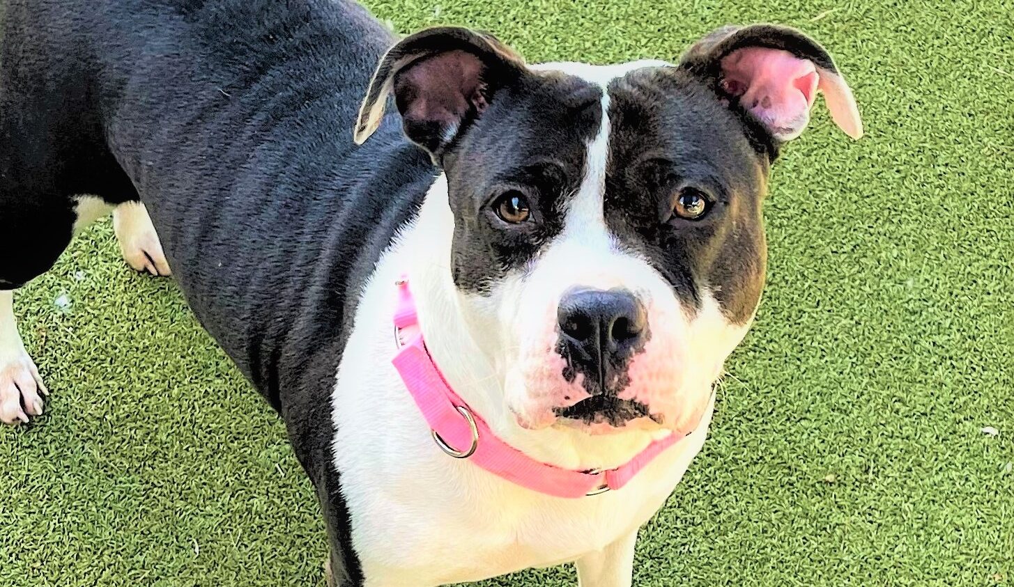 Dog of the Week: This American Bulldog Mix is a Social Butterfly