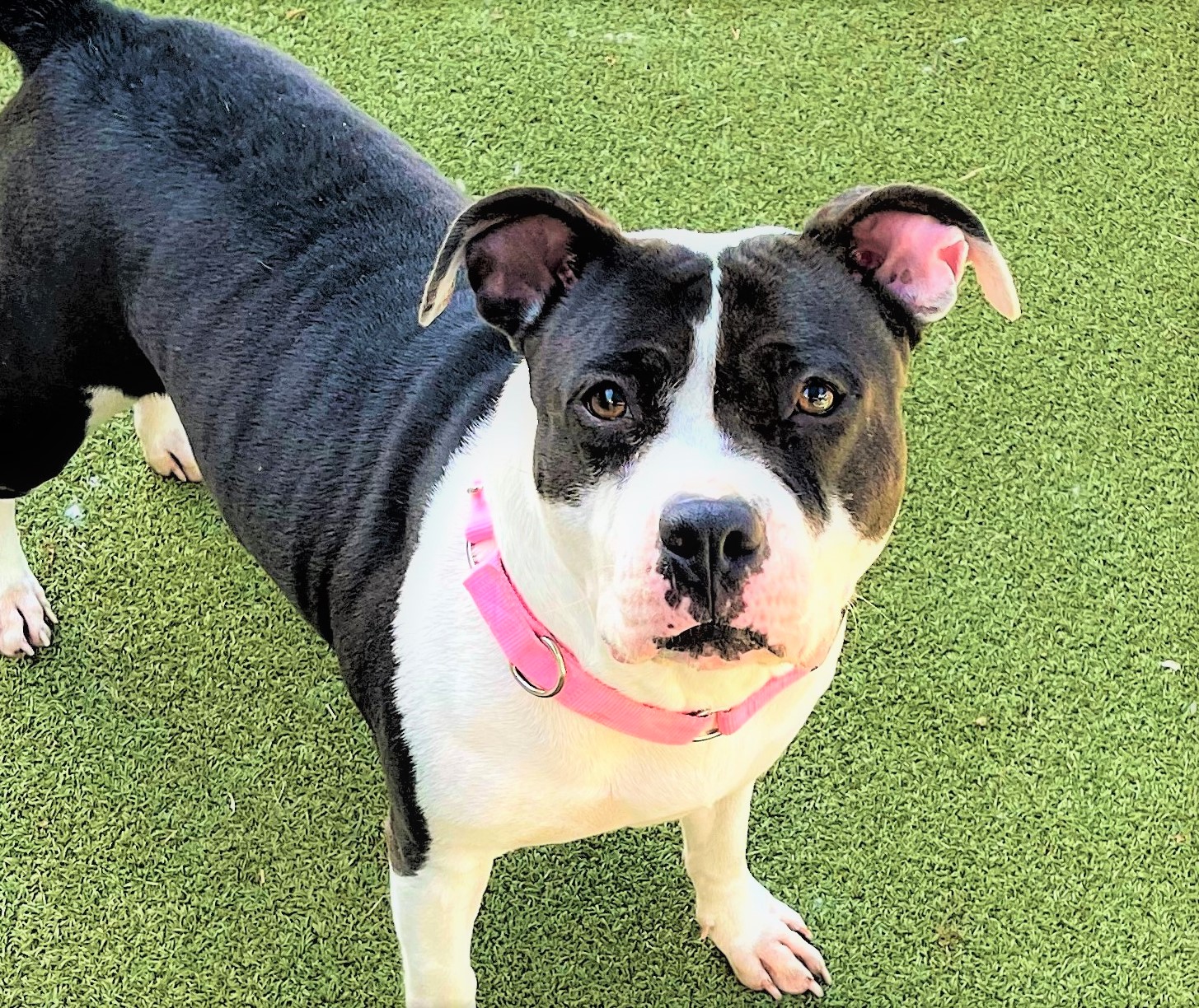 Dog of the Week: This American Bulldog Mix is a Social Butterfly 1