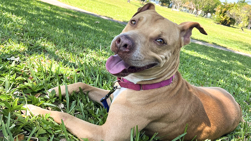 Dog of the Week: Lady Blueberry is the Sweetest Pup You Ever Meet