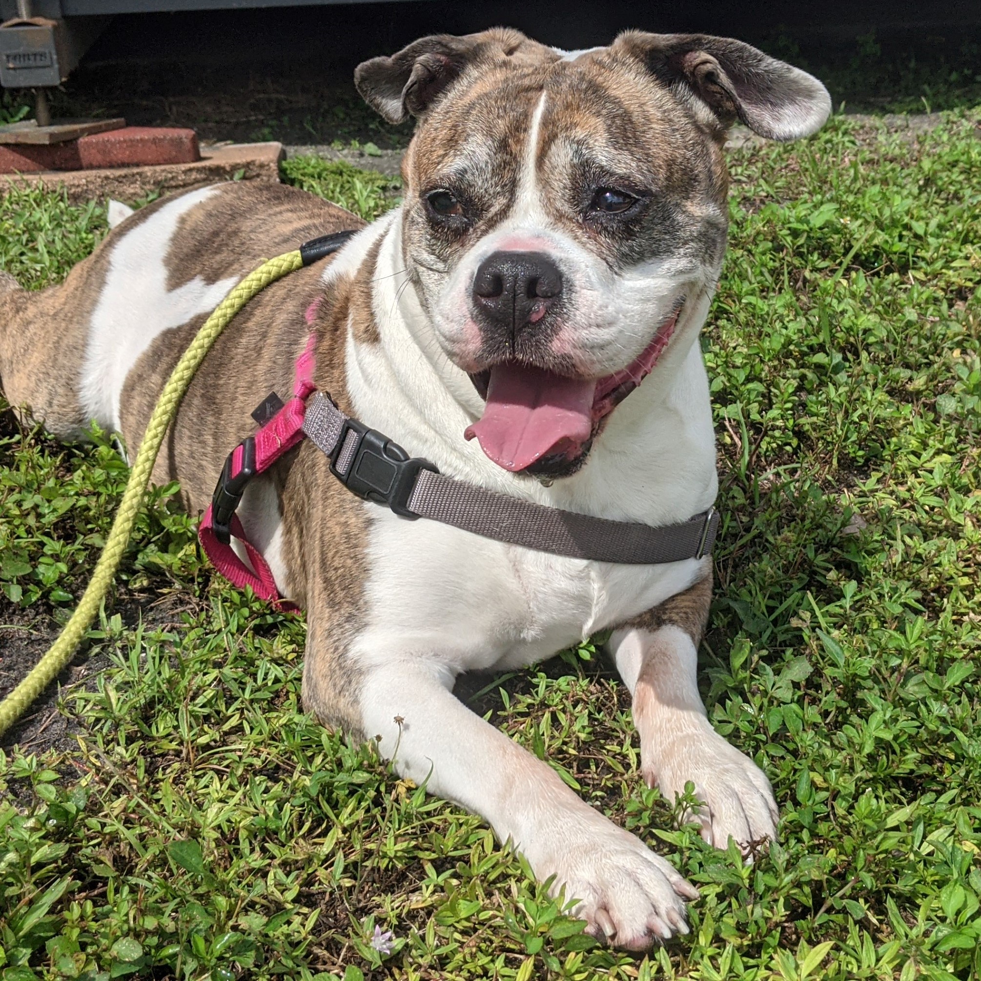 Dog of the Week: Senior American Bulldog Looking for Forever Home 1