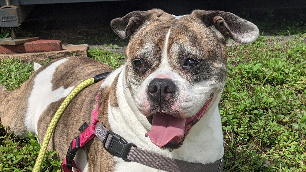Dog of the Week: Senior American Bulldog Looking for Forever Home