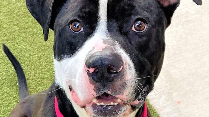 Dog of the Week: Oscar is a Real Charmer