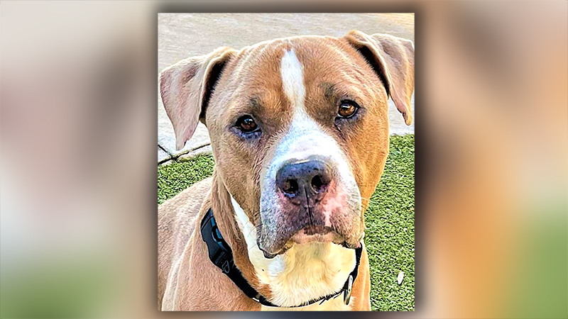 Dog of the Week: Bosley is a First-Class Cuddler
