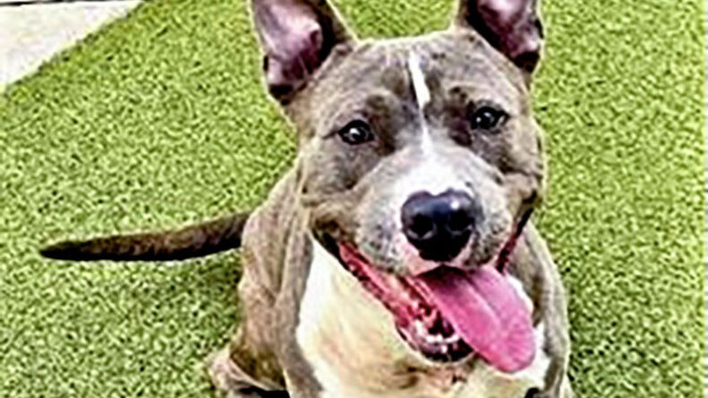 Dog of the Week: Curtis is a Happy Dog With a Big Smile