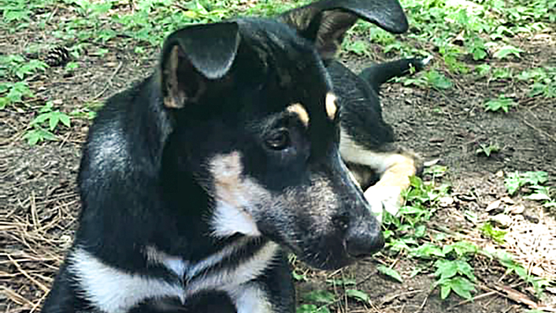 Dog of the Week: This Puppy Needs Her Forever Family