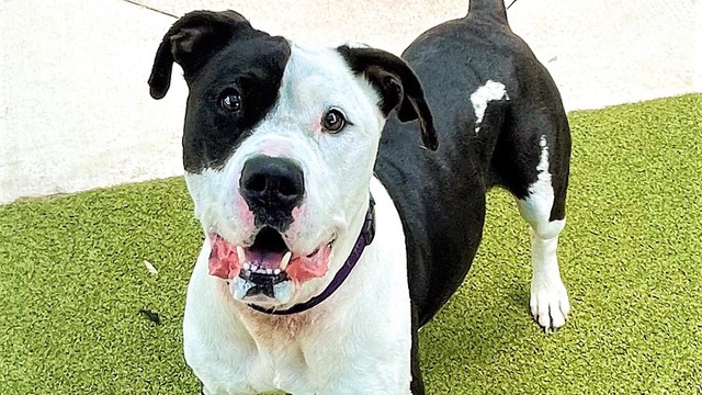 Dog of the Week: Rufus Loves Tennis Balls and Naps