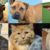 Humane Society of Broward Holds Half-Off Adoptions on Pets 1 Year and Older