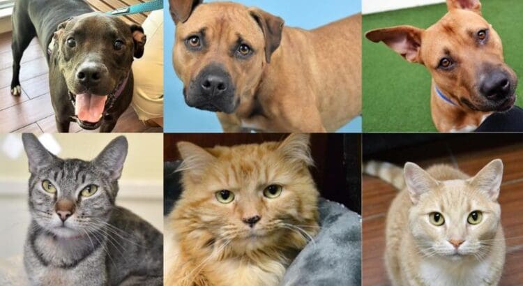 Humane Society of Broward Holds Half-Off Adoptions on Pets 1 Year and Older