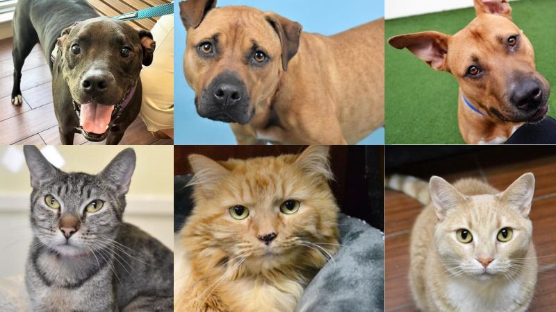 Humane Society of Broward permits half-way adoptions on pets 1 year of age and older
