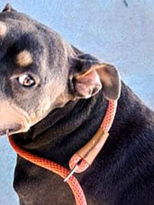 Dog of the Week: Pup Found With a Bullet in Her Side Looking for Loving Family