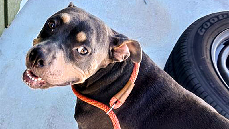 Dog of the Week: Pup Found With a Bullet in Her Side Looking for Loving Family