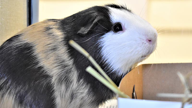 Pet of the Week: Marvin the Guinea Pig is Looking for a Loving Family