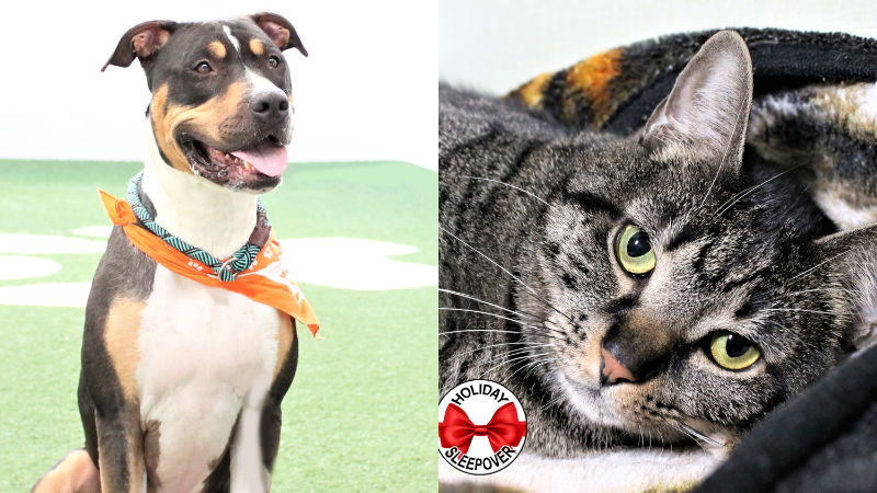 Adopt a furry friend just in time for the holidays: Fiona and Mithril available for trial sleepovers at Humane Society of Broward County