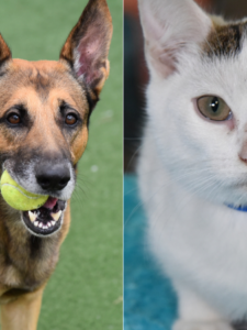 Pets of the Week: Juno and Jax Are Looking for Forever Homes