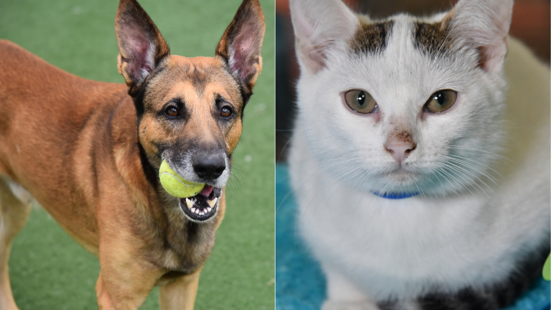 Pets of the Week: Juno and Jax Are Looking for Forever Homes 1