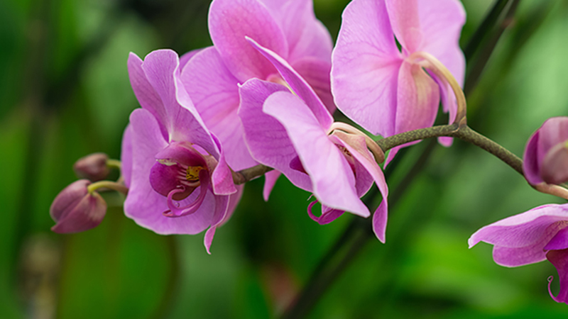Orchid and Plant Festival Held at the Sawgrass Nature Center