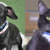 Adopt These Adorable Pets: Onyx and Toes Are Looking for Their Forever Homes at Humane Society of Broward County