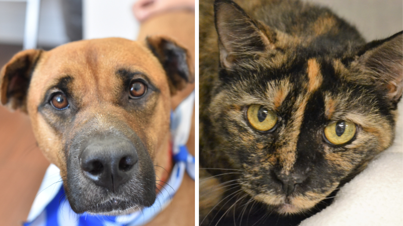 Meet Gretel and Sissy, 2 Sweethearts Searching for Forever Homes