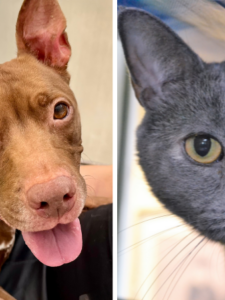 Grace and Kona Need Forever Homes at the Humane Society of Broward County