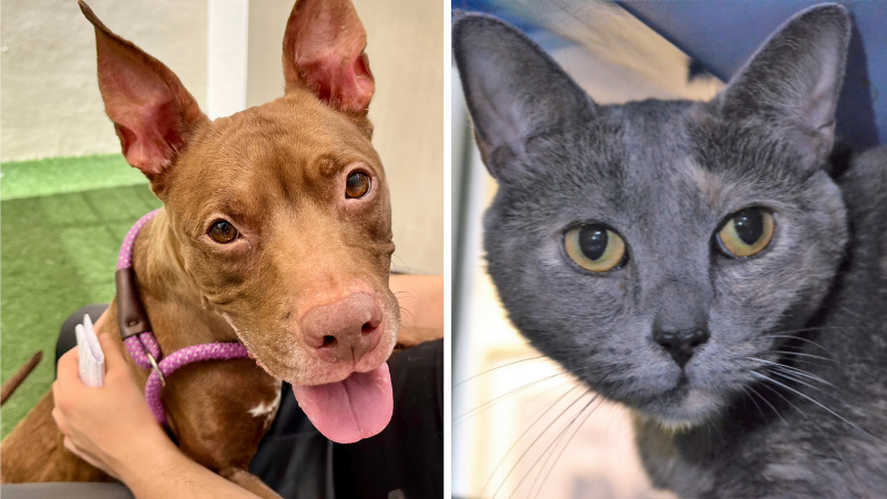Grace and Kona Need Forever Homes at the Humane Society of Broward County