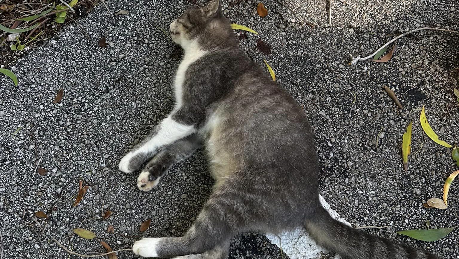 "These are Innocent Animals": Seven Cats Shot, Three Killed in Tamarac