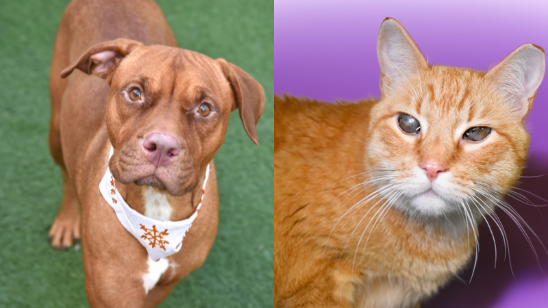 Playful Pooch Pookie and Affectionate Cat Arthur Seek Forever Homes at Broward Humane Society