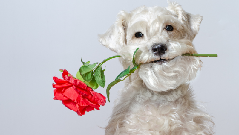 Broward County Animal Care Holds ‘Stinky Ex’ Fundraiser for Valentine’s Day