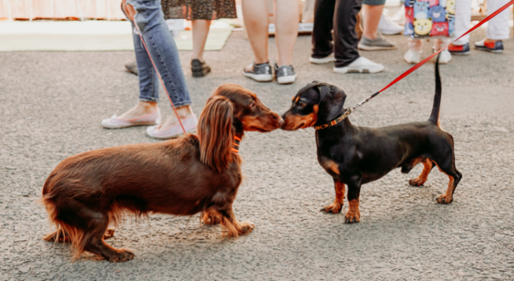 Unleash the Fun at the Tamarac Pet Expo With Dog Parade, Food Trucks, and More
