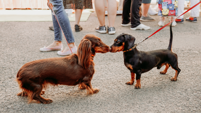 Unleash the Fun at the Tamarac Pet Expo With Dog Parade, Food Trucks, and More
