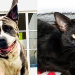 Big-Hearted Nyla and Charming Biscuit Await Their Forever Homes