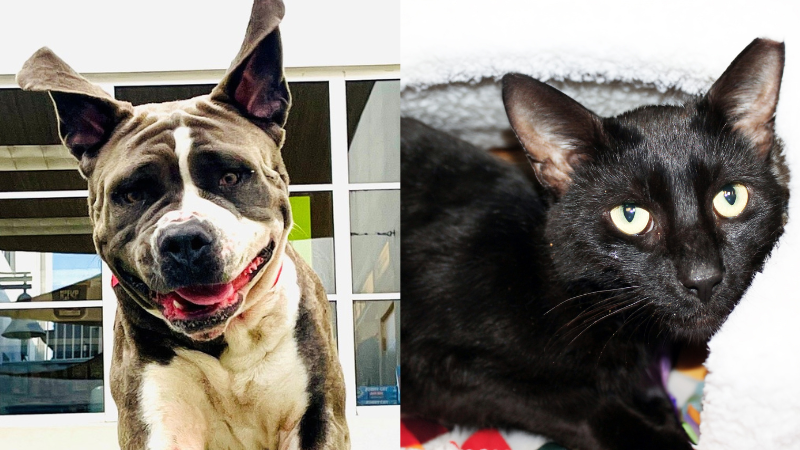 Big-Hearted Nyla and Charming Biscuit Await Their Forever Homes