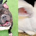 Meet Apollo and Lucille: 2 Pets in Search of Forever Homes