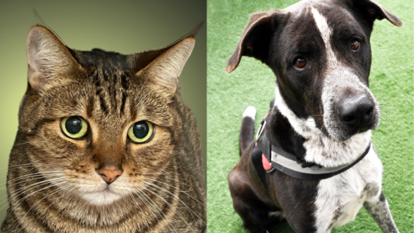 Meet Lala and Cooper: 2 Loving Pets at the Humane Society of Broward County
