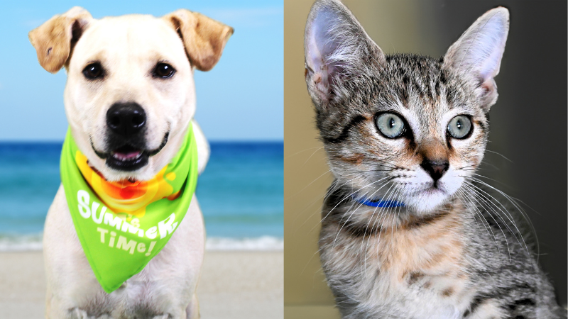 Pets Rico and Jiminy Seek Forever Homes at the Humane Society
