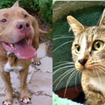 2 Pets in Need of Loving Homes: Meet Layla and Milan