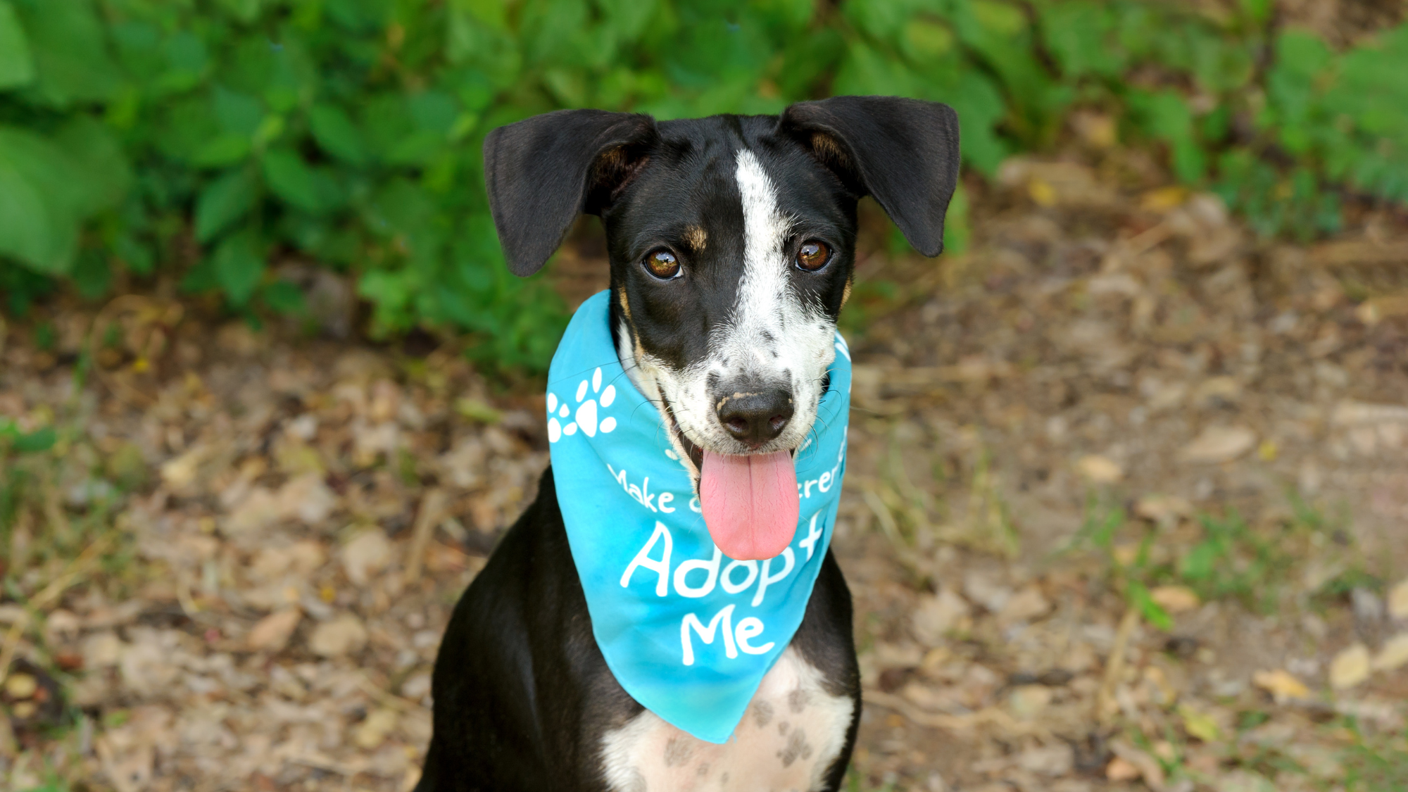 Broward County Animal Care Runs Free Pet Adoption Campaign in October