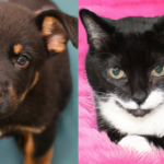 Looking for Love? Meet Arnold and Molly, Two Pets Ready for Their Forever Homes