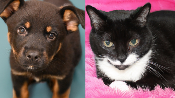 Looking for Love? Meet Arnold and Molly, Two Pets Ready for Their Forever Homes