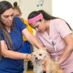 Broward County Animal Care Hosts 2 Free Pet Wellness Clinics