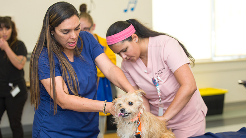 Broward County Animal Care Hosts 2 Free Pet Wellness Clinics