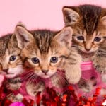 Broward County Animal Care Hosts Free “Plenty of Pets” Adoption Event for Valentine’s Season