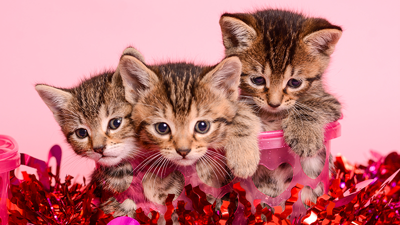 Broward County Animal Care Hosts Free “Plenty of Pets” Adoption Event for Valentine’s Season 1