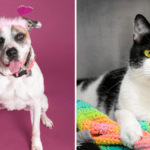 Meet Broward County Animal Care’s Pets of the Week: Remy and Oreo