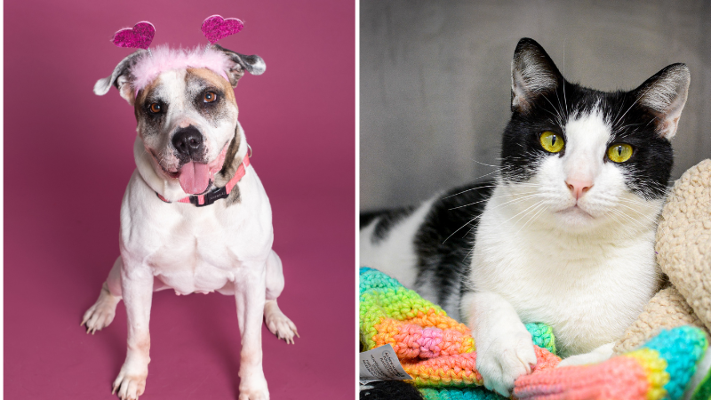 Meet Broward County Animal Care’s Pets of the Week: Remy and Oreo